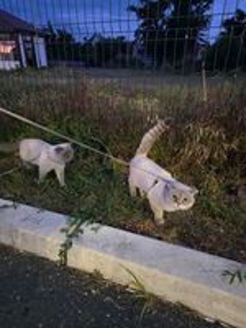   CHAT male POUR SAIL  J ai petit chaton a 0604181844 