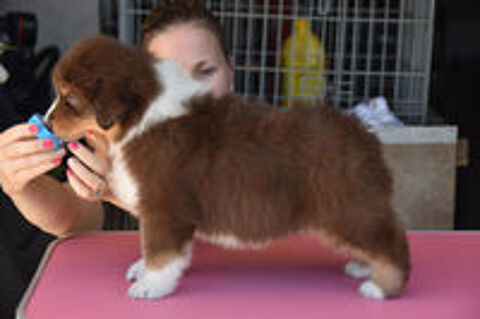   Chiot berger australien 