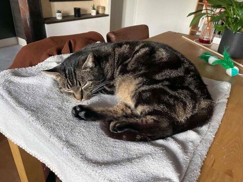 SOMBRERO, adorable chat tigré à adopter via l'association UMA 200 18000 Bourges
