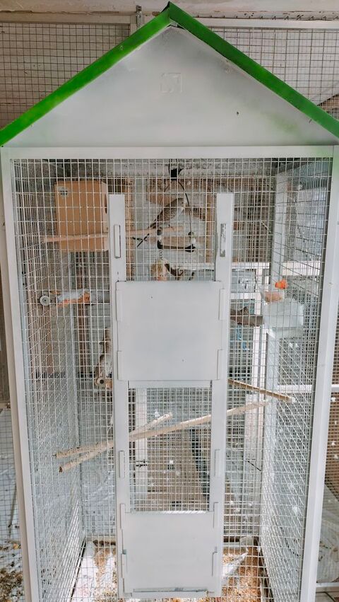 perruche ondul&eacute;e. 45 14260 Aunay-sur-odon