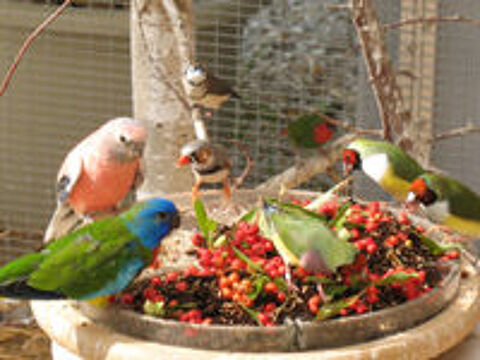   Bourse aux oiseaux le 5.09.26 