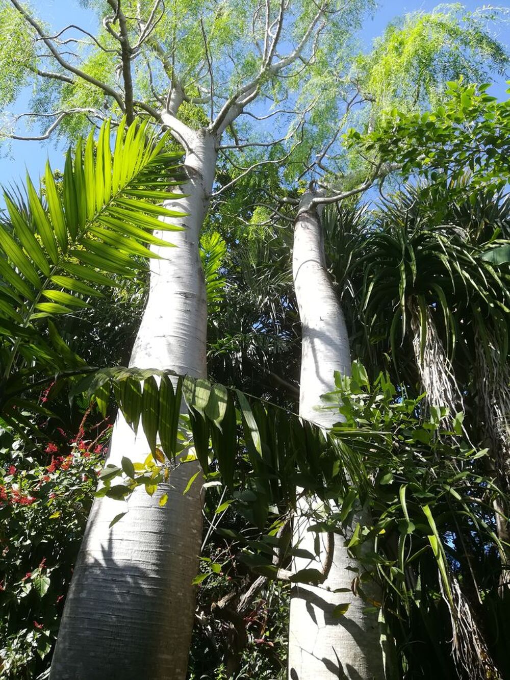 Baobabs Moringa drouardii. Jardin
