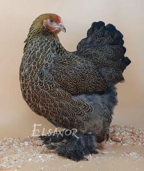Poule et coq brahma dor&eacute; perdrix et autres coloris :-) 39 77540 Courpalay