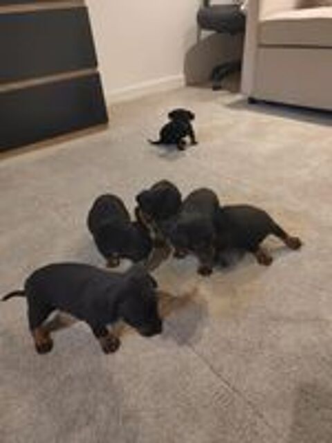   chiots de pinscher naine 