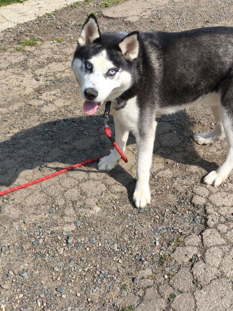 MARAMAO husky n le 07/10/2023 79150 Argenton-chteau