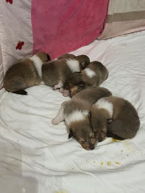 Chiots colleys LOF 950 87420 Sainte-marie-de-vaux