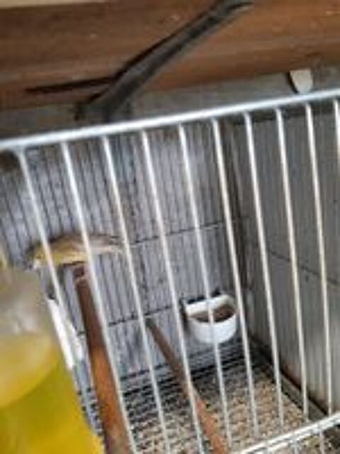   Canari raza 