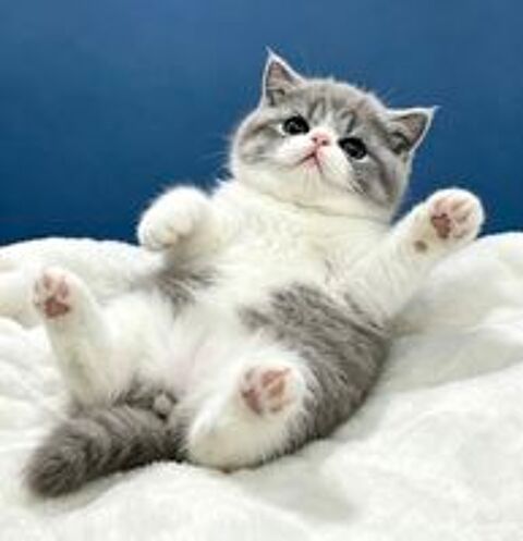   ? Superbe Femelle Exotic Shorthair LOOF Blue Smoke & Blanc 
