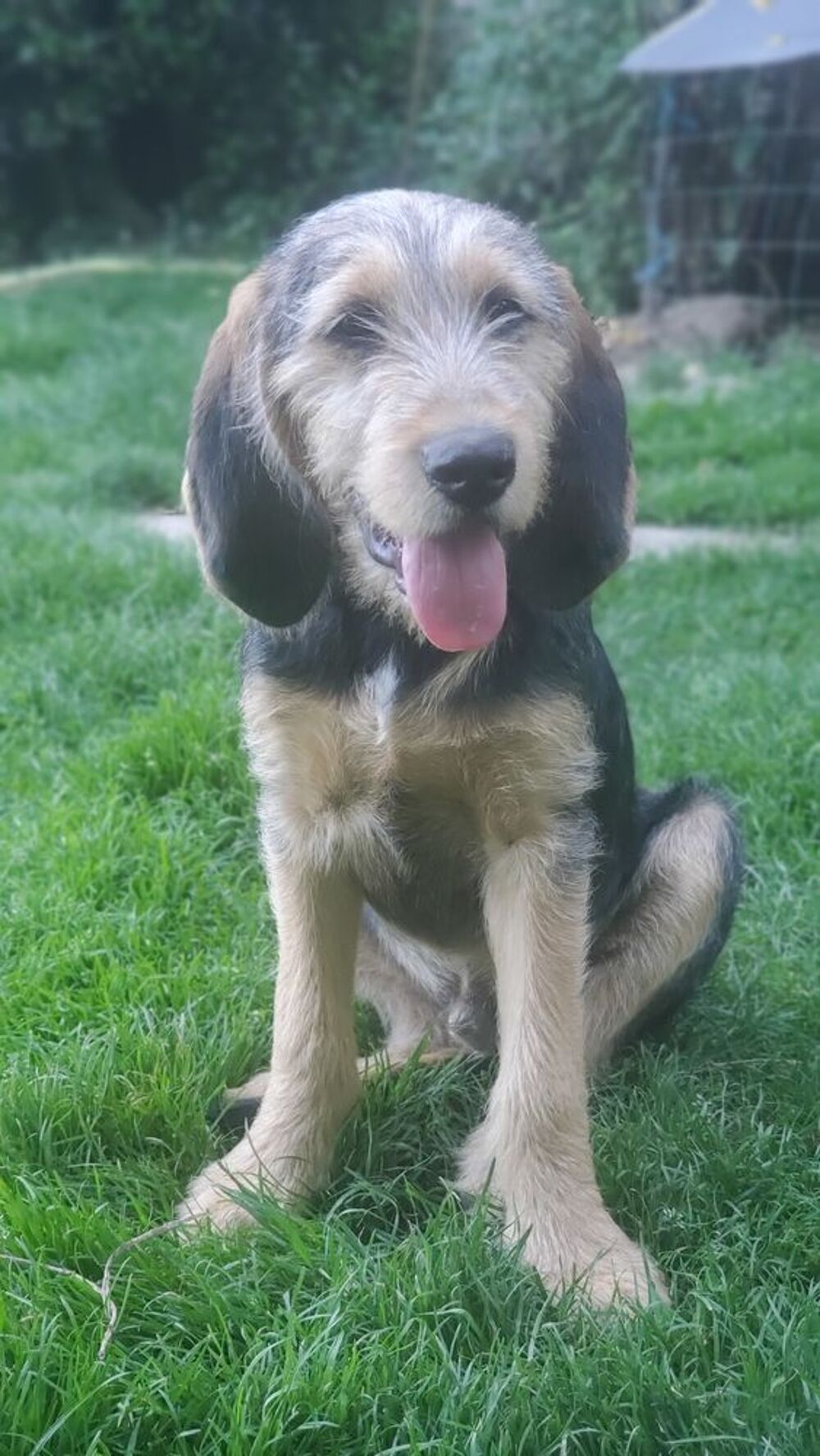   2eme Chiot 4 mois Griffon Nivernais/ Bruno du Jura 