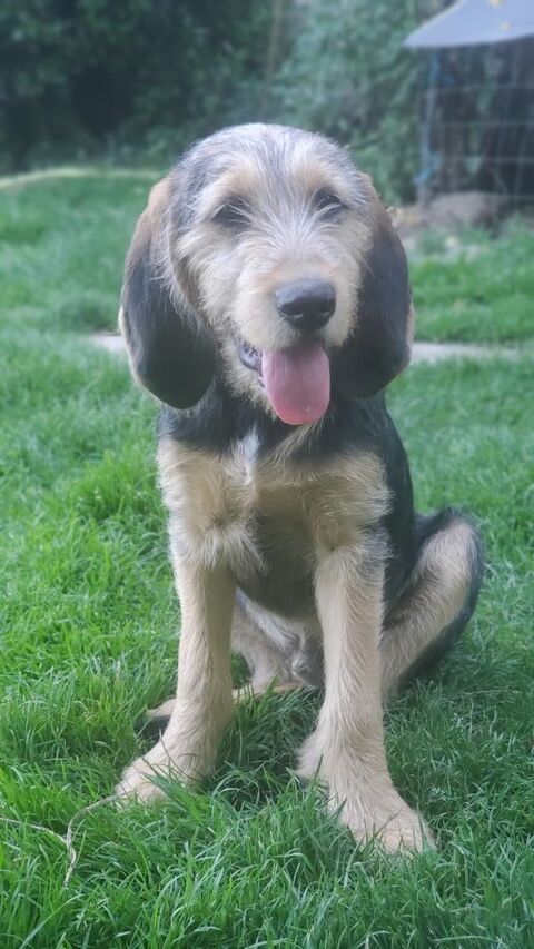 2eme Chiot 4 mois Griffon Nivernais/ Bruno du Jura 0 87470 Peyrat-le-château