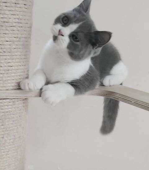 Beau chaton bleu et blanc loof British Shorthair disponible 900 26100 Romans-sur-isère