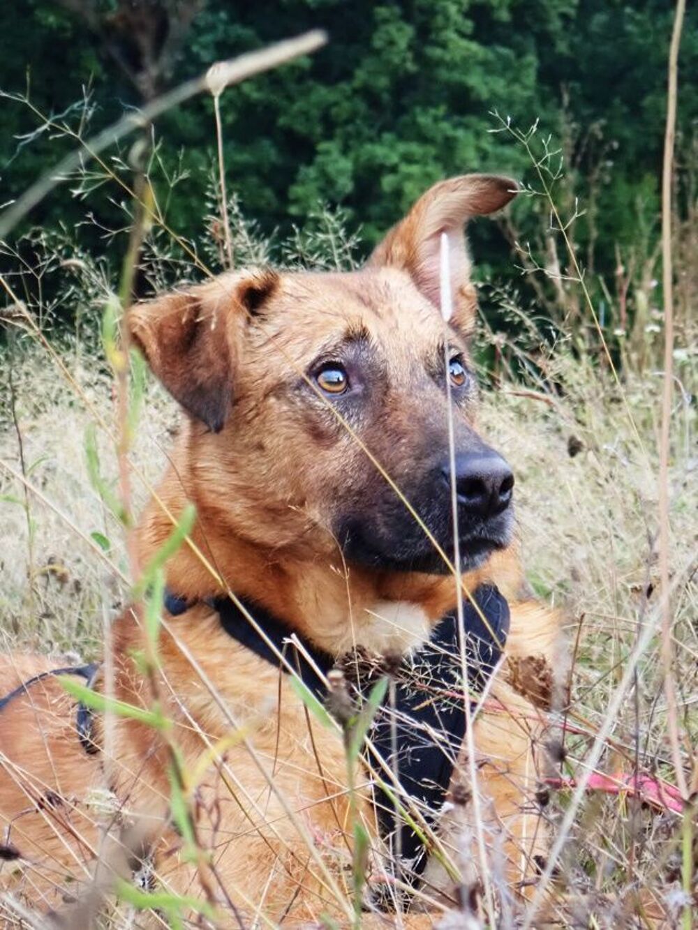   Asahi à l'adoption 