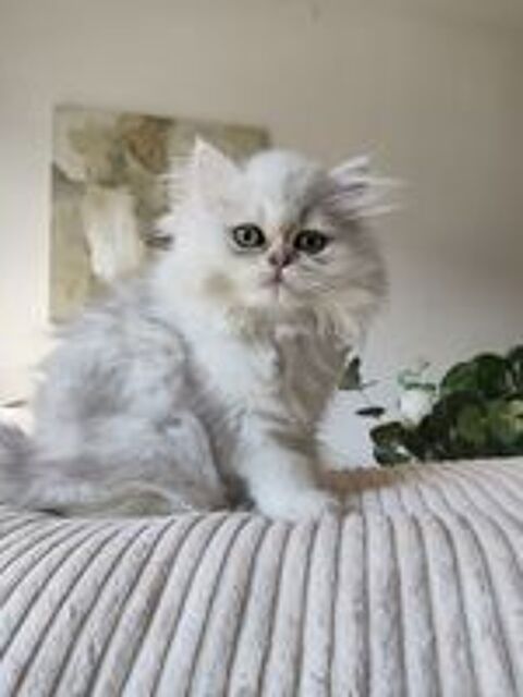  British longhair femelle  