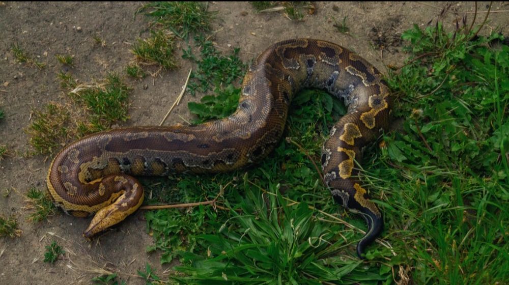   Python brongersmai  