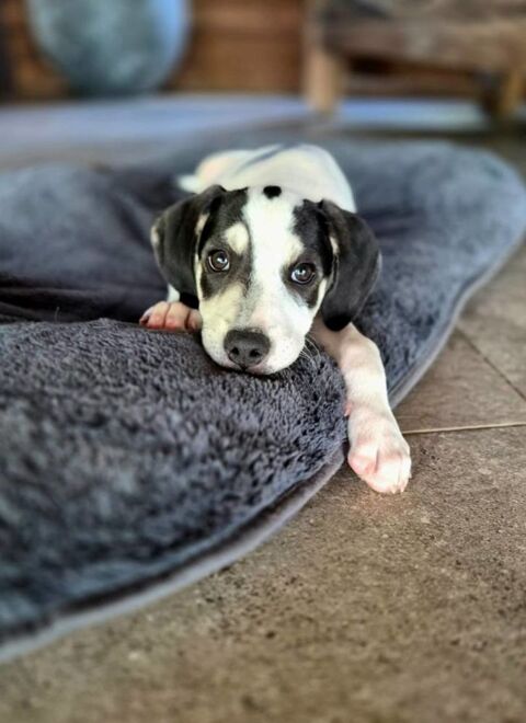 Ahès, femelle berger, née le 15/09/2025 300 94000 Crteil