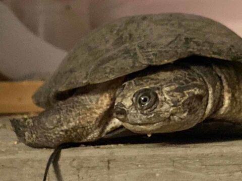 FOKELY, magnifique tortue Pélomédusa subrafa à l'adoption 44640 Rouans