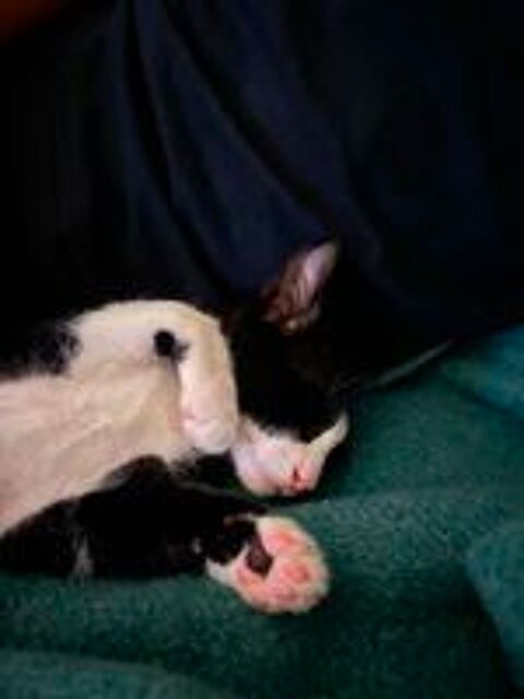   Eliot un chaton parfait ! 