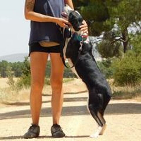   TONI, petite chienne d'une douceur infinie 