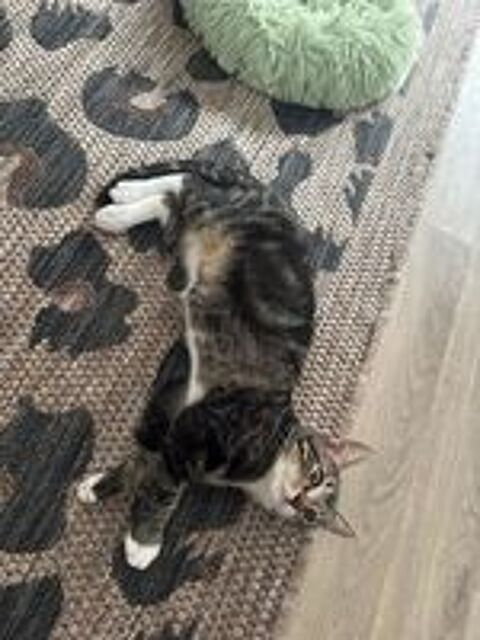   Shoopi, 4 mois,cherche de bons adoptants  