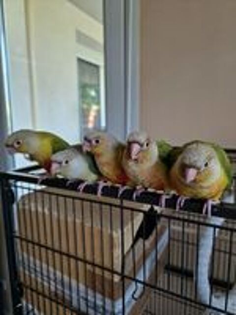   Grande perruche conures molinae  