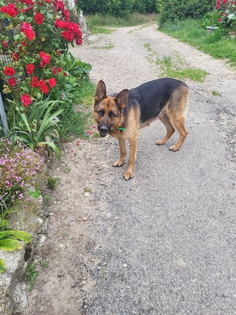 Donne femelle berger allemand  0 47350 Seyches
