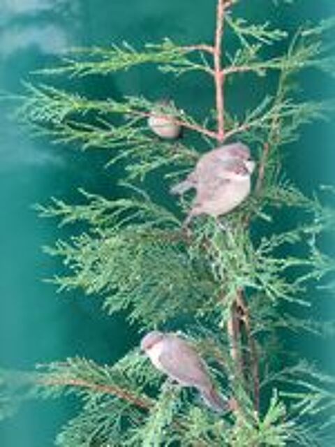   Oiseaux Astrild Saint-Hélène  