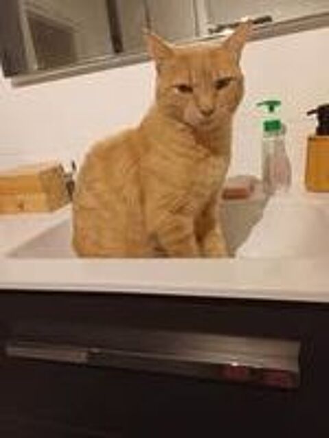   Chat CARAMEL à l adoption 