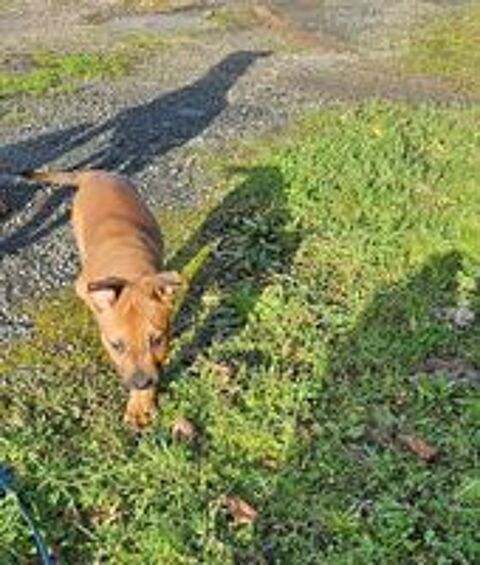   Koa, chiot croisé malinois à adopter 