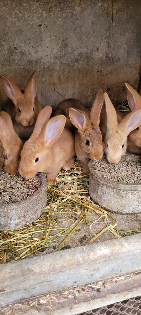 Lapins 7 49320 Brissac-quinc
