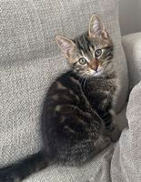   Chaton male 3 mois 
