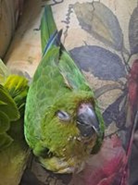   Conure aratinga hyper douce et calme 
