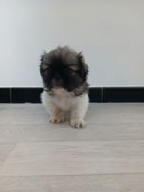   Chiot Pékinois 