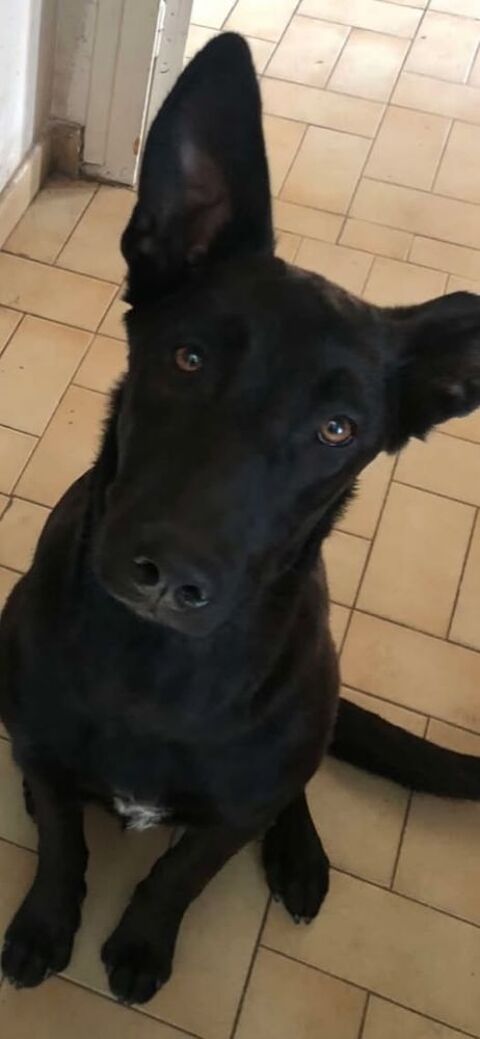 Chien NEIGE à l adoption 210 26000 Valence