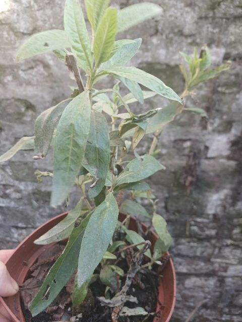 Plante en pot arbre � papillon 8 Caudry (59)