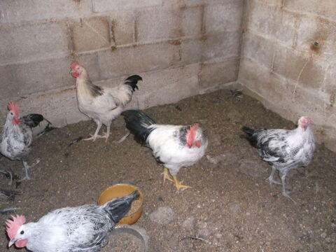 coq 18 39170 Lavans-lès-saint-claude
