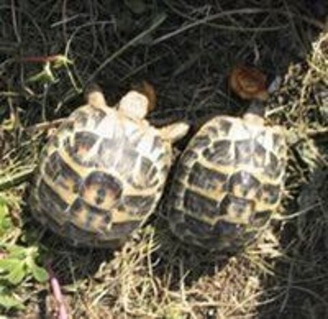   Couple de tortues terrestres. 