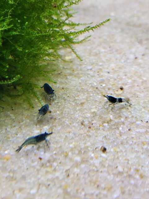 Crevettes blue velvet 91180 Saint-germain-ls-arpajon