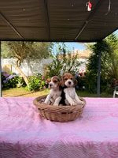   Chiots beagle 