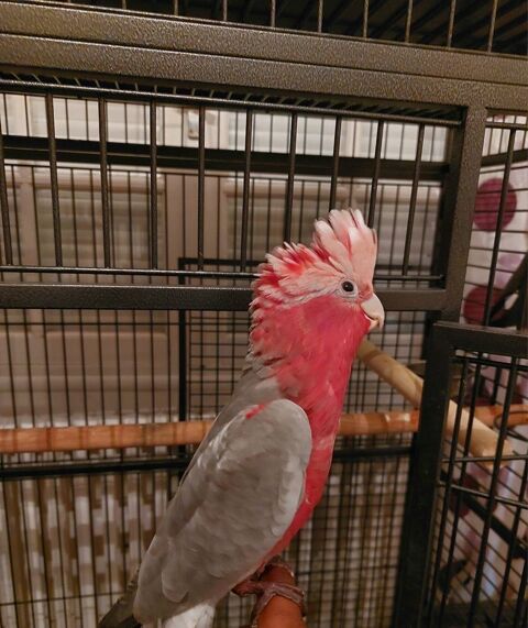 Perroquet Rosalbin Femelle EAM 1000 Saint-Th�gonnec (29)