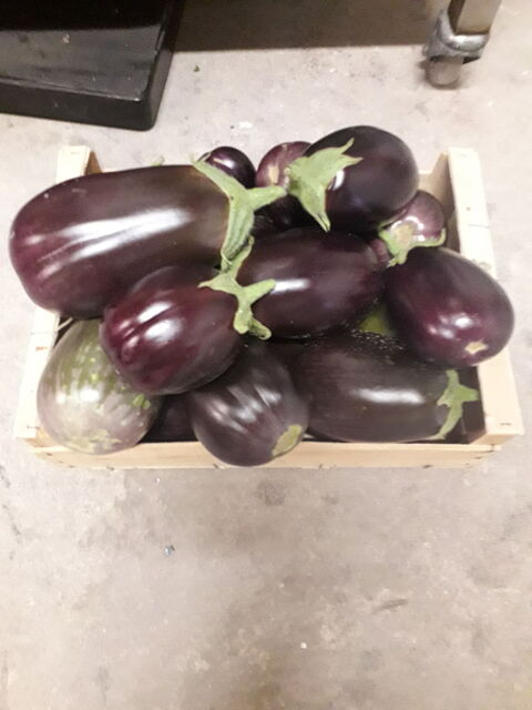 Aubergines violettes de mon potager 1 Vertus (51)