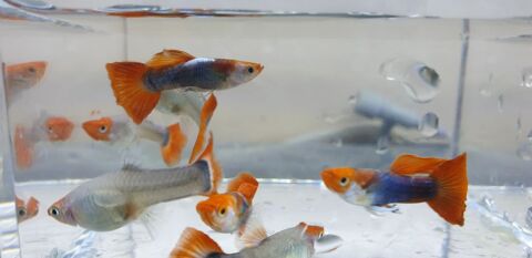Guppy Koi Taxedo couple 78630 Orgeval
