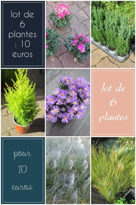 Lot de 6 plantes : 10 euros 10 Saint-Yrieix-sur-Charente (16)