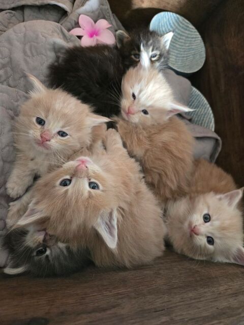 5 petit(e)s Maine coon LOOF xl entier(e)s 1200 02400 Ess�mes-sur-marne