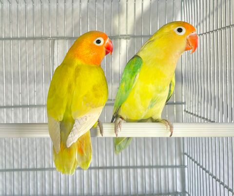 Tr&egrave;s Beaux Couples Form&eacute;s D'ins&eacute;parables De Fischer Adultes 120 94450 Limeil-br�vannes