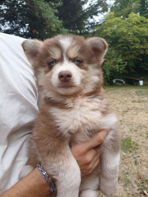 Pomsky m&acirc;le 800 24410 Festalemps