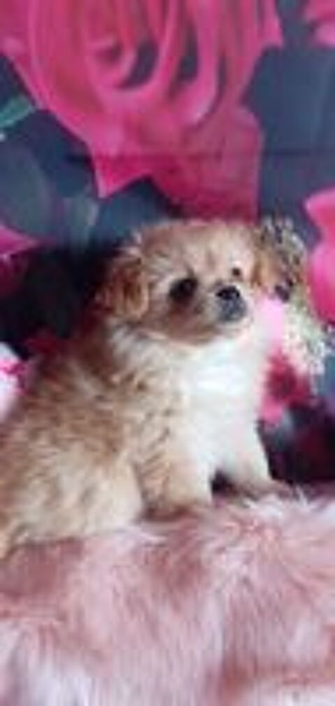   Chiot 