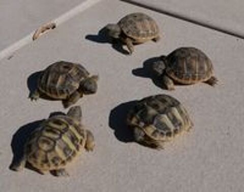   BB tortues H 
