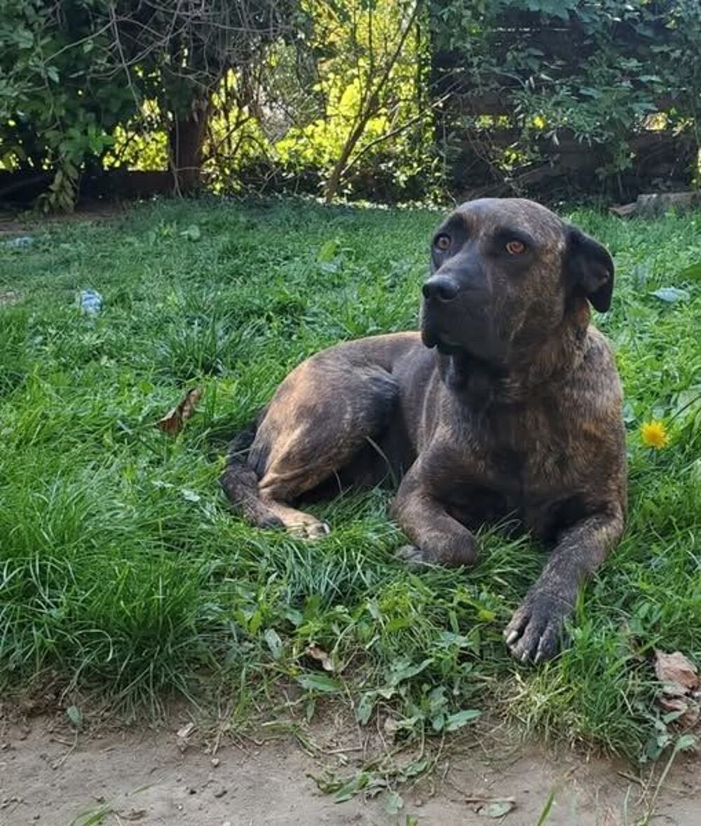   Chien RUBY � l adoption 