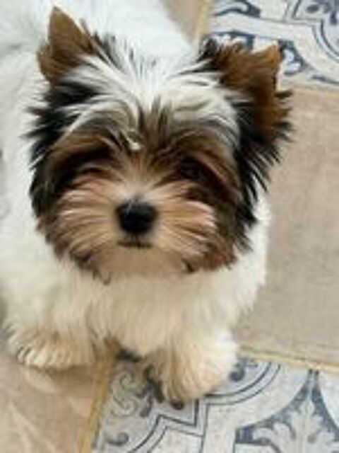   Splendide  biewer Yorkshire toy 