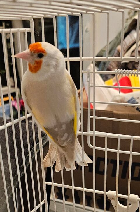 Canari de mutation opale 230 33140 Villenave-d'ornon